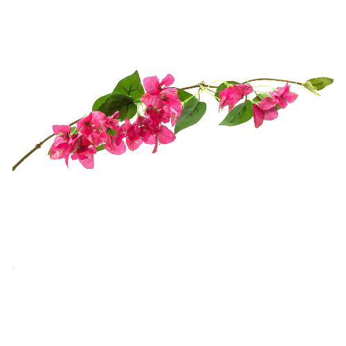 Mercury Stelo Bouganvillea (80cm) 15881