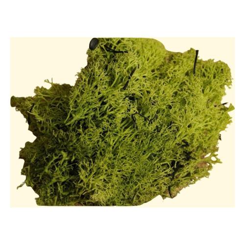 Rossi Rosa Decoro presepe Lichene Verde 86386
