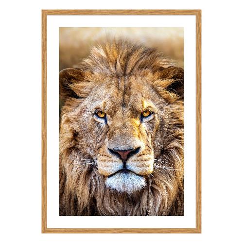 Bubola & Naibo 6340 01 Stampa con cornice (50x70cm) 6340DP007521
