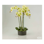 Edg Vaso Orchidea 6 Steli Lt.Green 213684.71