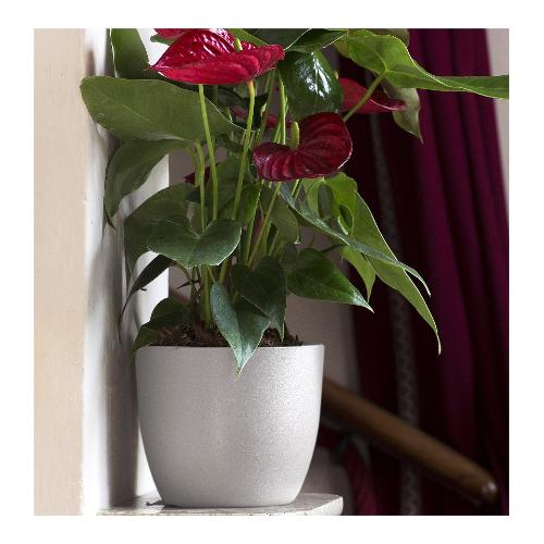 Corino Bruna Vaso per piante IRIS bianco (13x12 cm) 116 13B