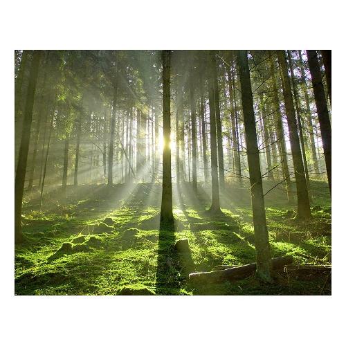 Dozza WOODEN LIGHT Stampa su tela (90x120cm) S2112000BE