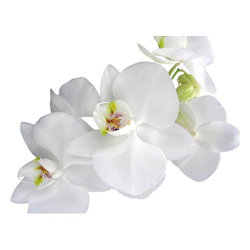 Dozza ORCHID Stampa su tela (90x120cm) S2112000BG