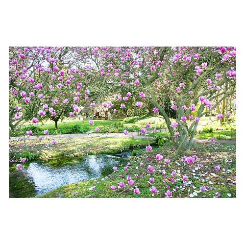 Dozza MAGNOLIA Stampa su tela (60x90cm) S5V4X6AU
