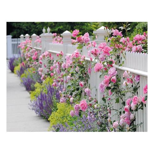 Dozza ROSES Stampa su tela (90x120cm) S21120002J