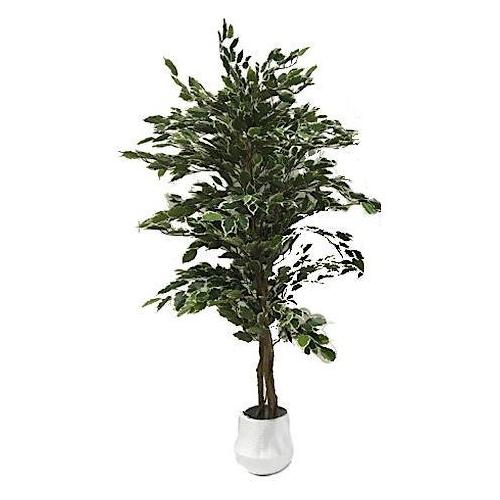 Dhg D.O.O. Pianta artificiale Ficus benjamin Variegato 58938 (150 cm)