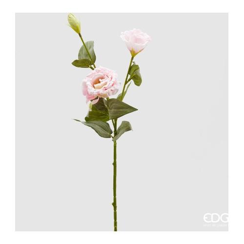 Edg Lisianthus H 70 Pink 214266 51