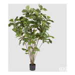 Edg Ficus Lyrata H.180 Green Vaso 230960.70