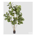 Edg Ficus Lyrata H.152 Green Vaso 238799.70