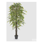 Ficus Beniam. H.180 Green Vaso 232256.72