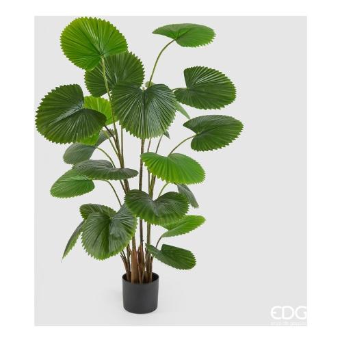 Edg Pianta artificiale Palma green vaso (150cm) 233054 70