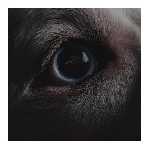 Audio Vinile The Dark Side Of The Moon Redux 2 140G Blue Transparent Vinyl - Roger Waters