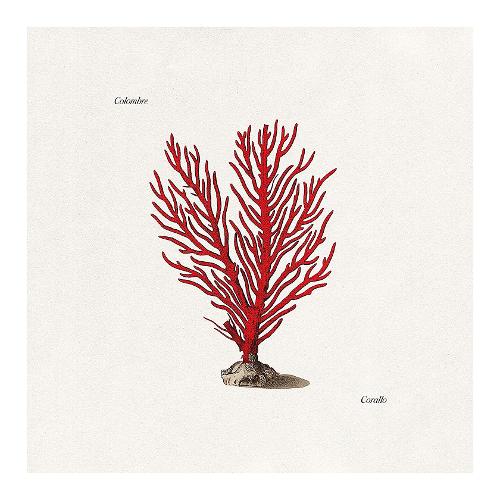 Audio CD Corallo - Colombre 0881667