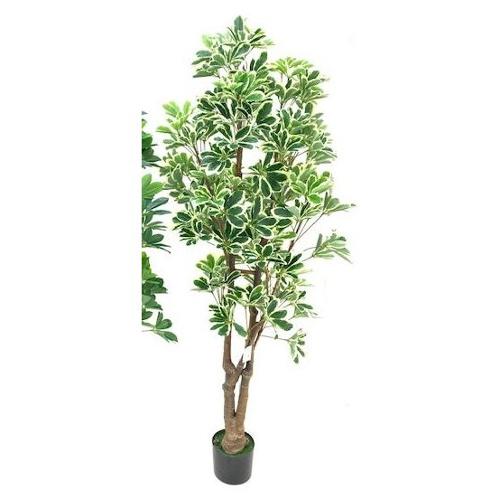 Dhg D.O.O. Pianta artificiale Scheflera varieg 33708 (165 cm)