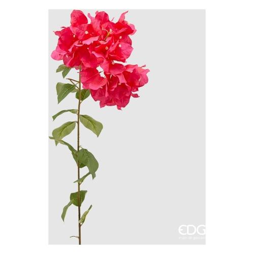 Edg Stelo Bouganvillea beauty 215674 570