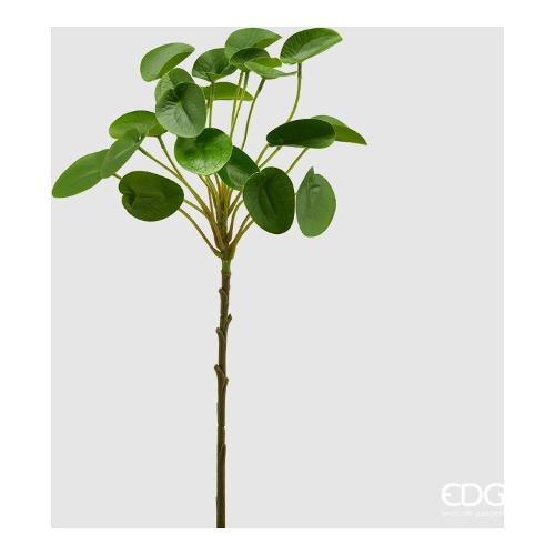 Edg Stelo Foglia peperomia lt.Green 232303 710
