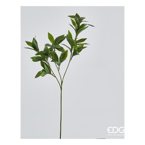 Edg Stelo Foglia alloro green 231705 700