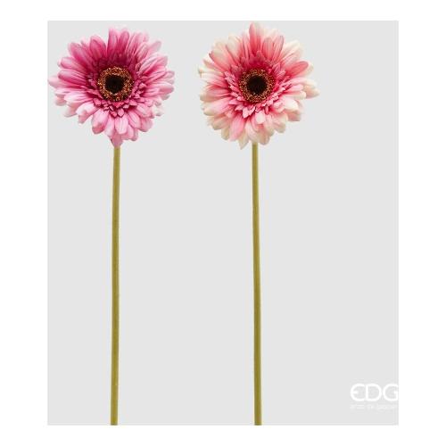 Edg Stelo Gerbera rex lilac 213085 630