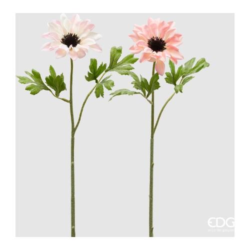 Edg Stelo Anemone lt.Peach S assortito 215982 330