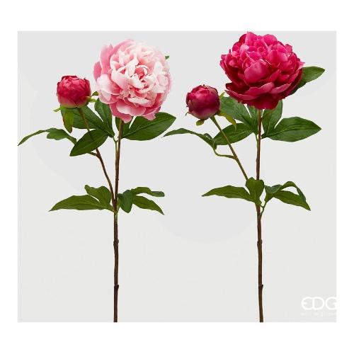 Edg Stelo Peonia s fuxia assortito 215516 590