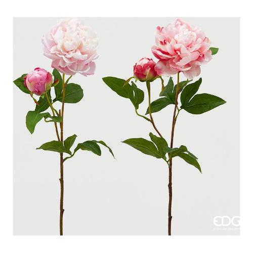 Edg Stelo Peonia s white pink (70cm) assortito 215516 150