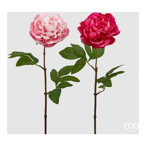 Edg Stelo Peonia s fuxia assortito 215517 590