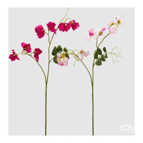 Edg Stelo Pisello odoroso pink assortito 215770 550