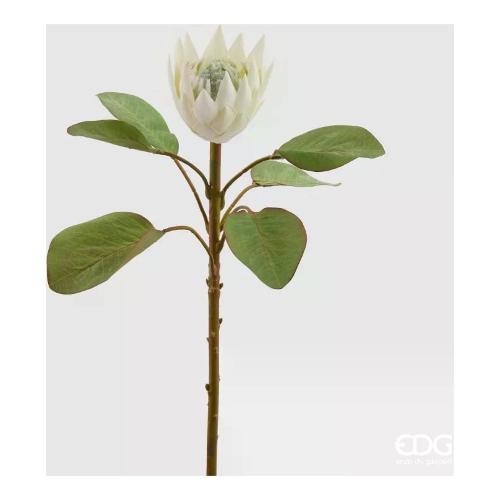 Edg Stelo Protea ivory (50cm) 215520 120
