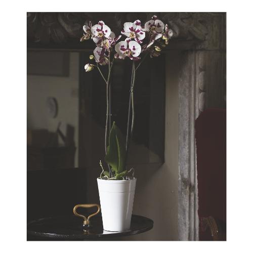 Garden Vaso per orchidee VANDA bianco (13x17 cm) 13 B