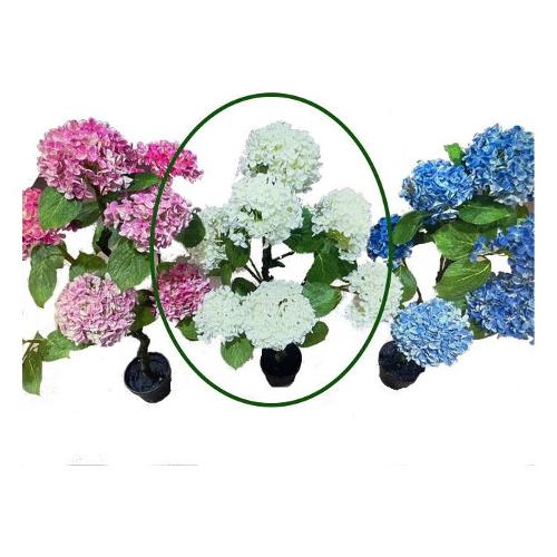 Dhg D.O.O. Pianta artificiale Ortensia blu 12390