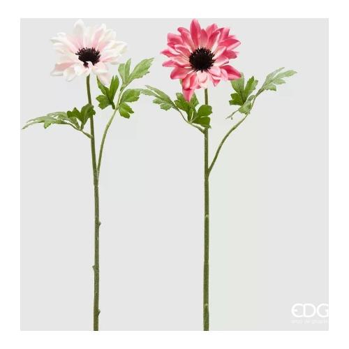 Edg Stelo Anemone white pink assortito 215982 150