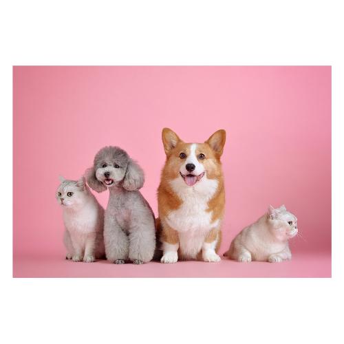 Dozza PETS 3715733 Stampa su tela (40x40cm) XCANVA40X40PE
