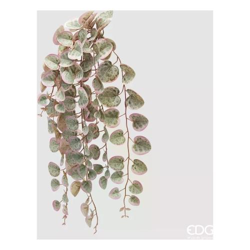 Edg Mazzetto Ceropegia Green Pink 2300117A775