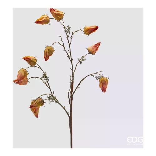 Edg Stelo Alchechengio y./Or. 2500080A230