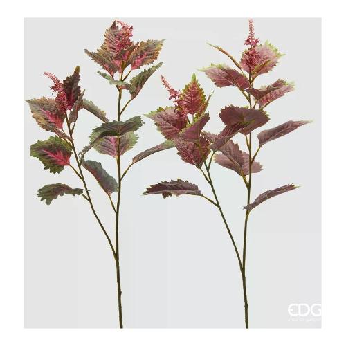 Edg Stelo Coleus gr. Pink assortito 2300391A775