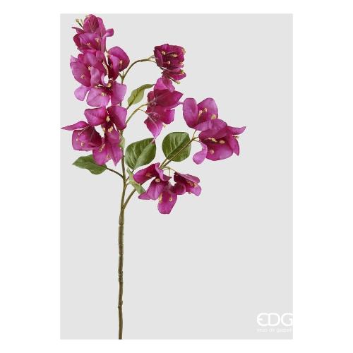 Edg Stelo Bouganvillea beauty 219646 557