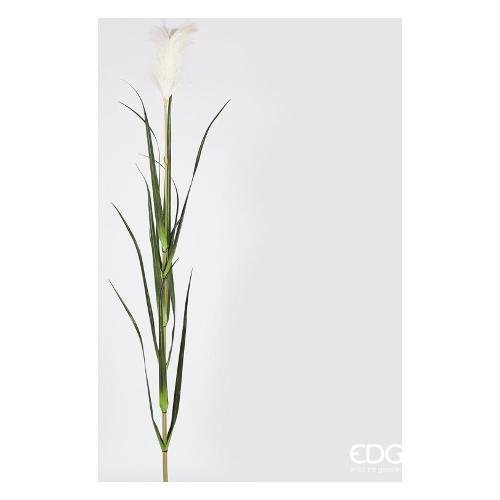 Edg Stelo Festuca ivory 232416 120