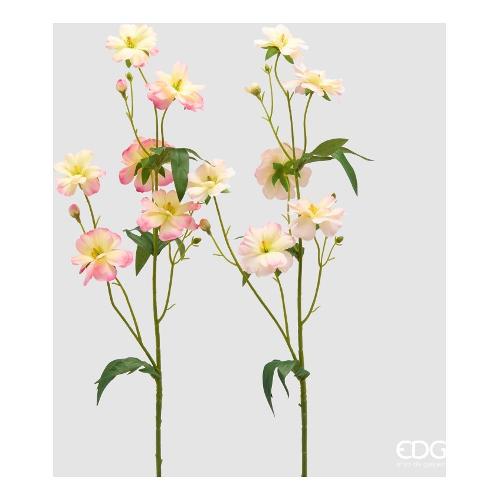 Edg Stelo Camelia  Multicolor (80cm) assortito 2100638A999