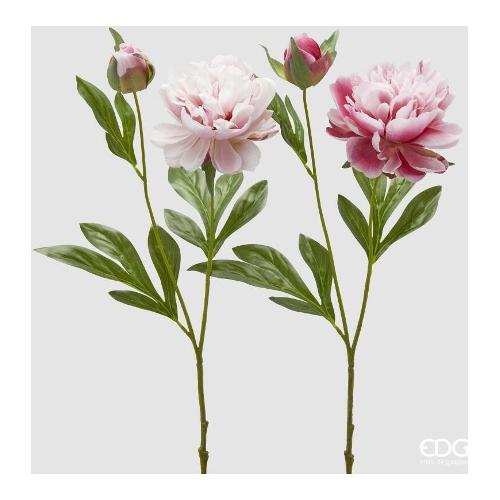 Edg Stelo Peonia TT Pink (60cm) assortito 2100306A555