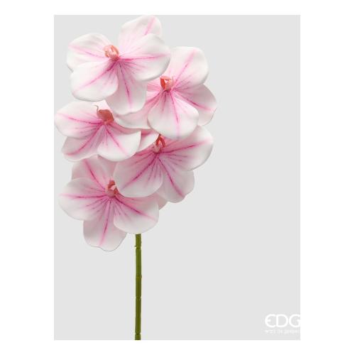 Edg Stelo Orchidea Vanda white pink (65cm) 2100610A150