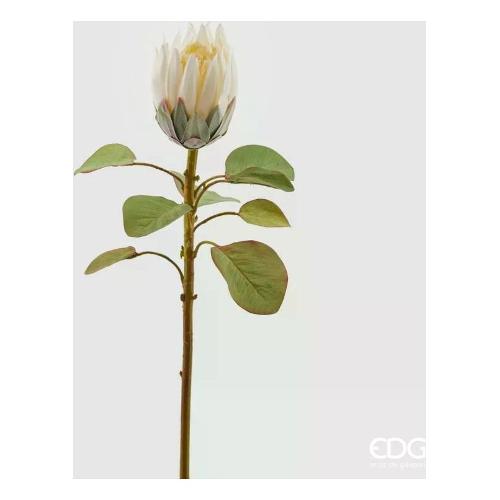 Edg Stelo Protea ivory (68cm) 215521 120