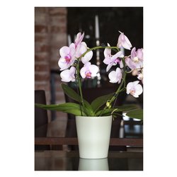 Vaso verde acido ceramica per orchidee, shop online vasi piante e